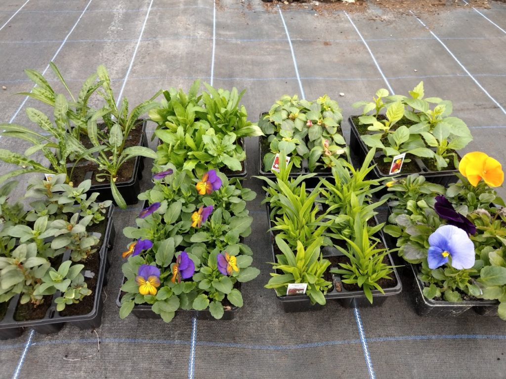 Prices & Availability Woodend Nursery