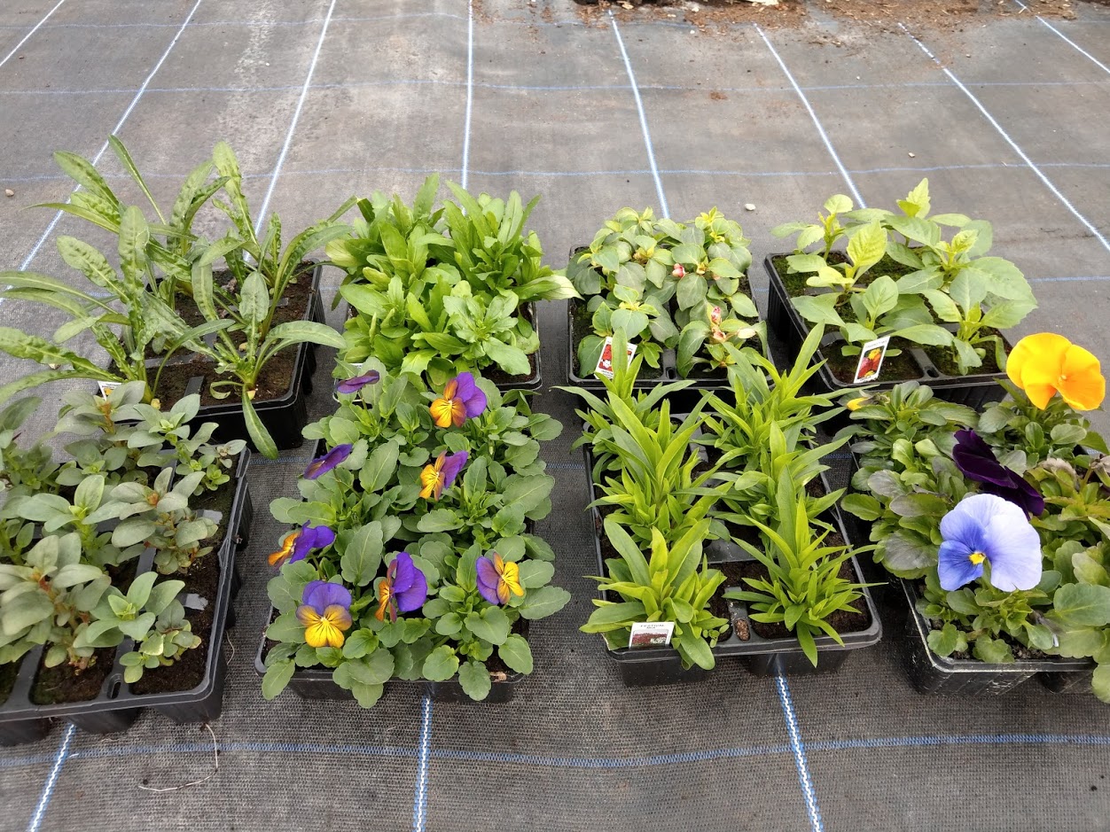 Prices & Availability Woodend Nursery